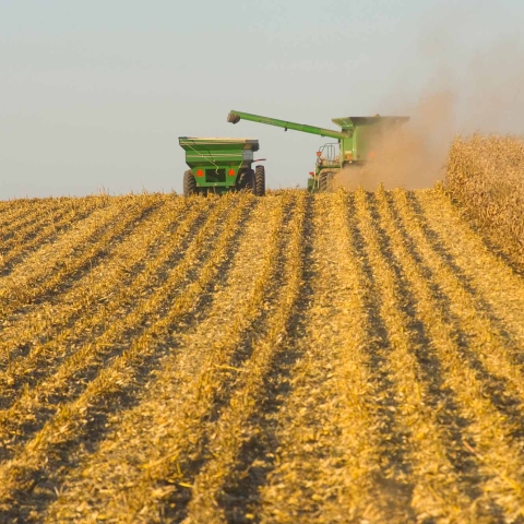 Corn harvest